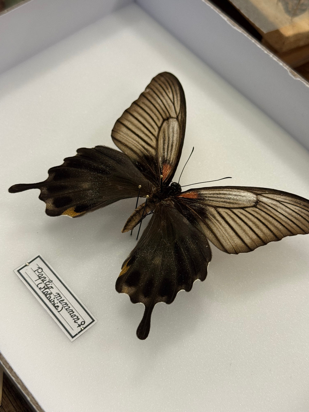 Papilio memnon (femelle)