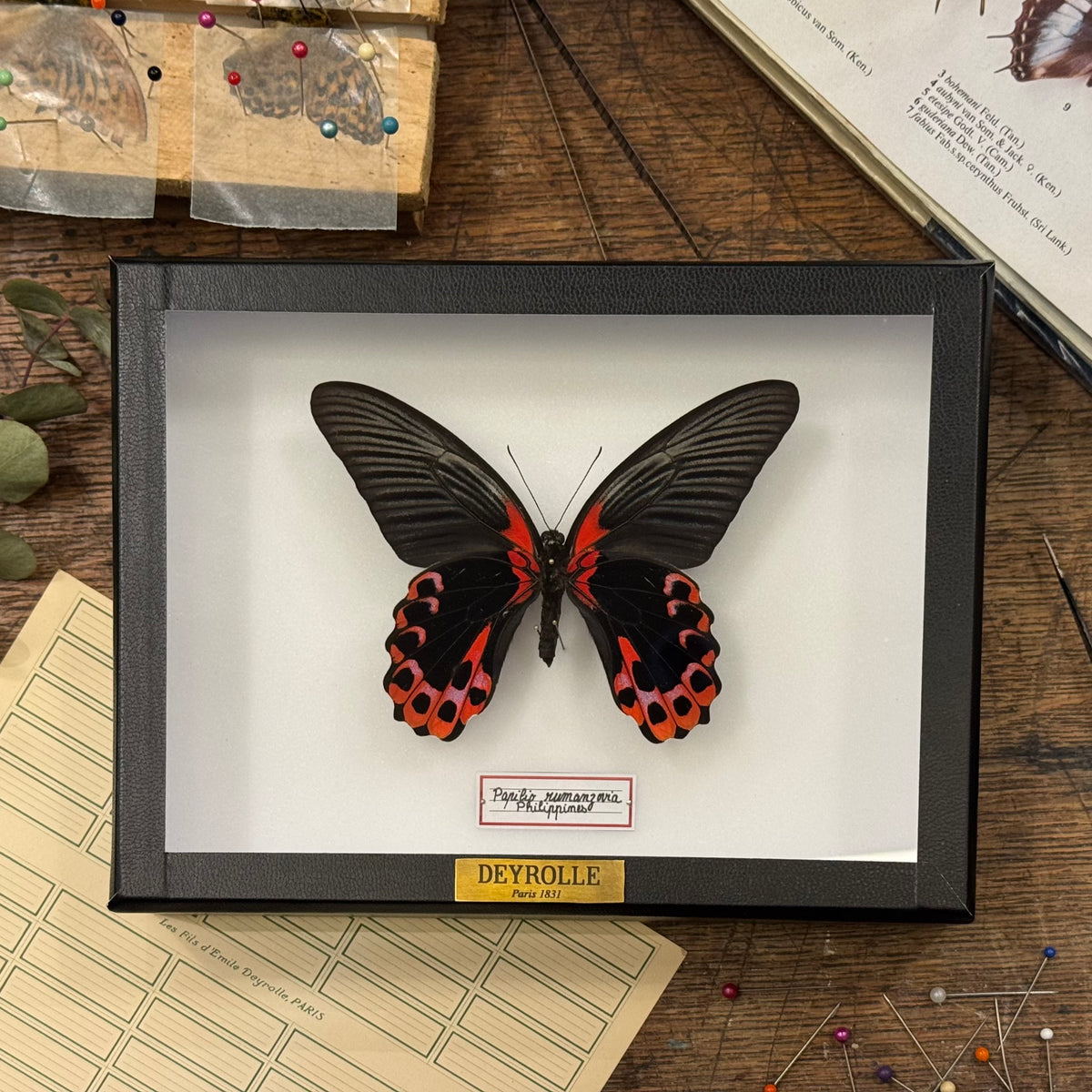 Papilio rumanzovia