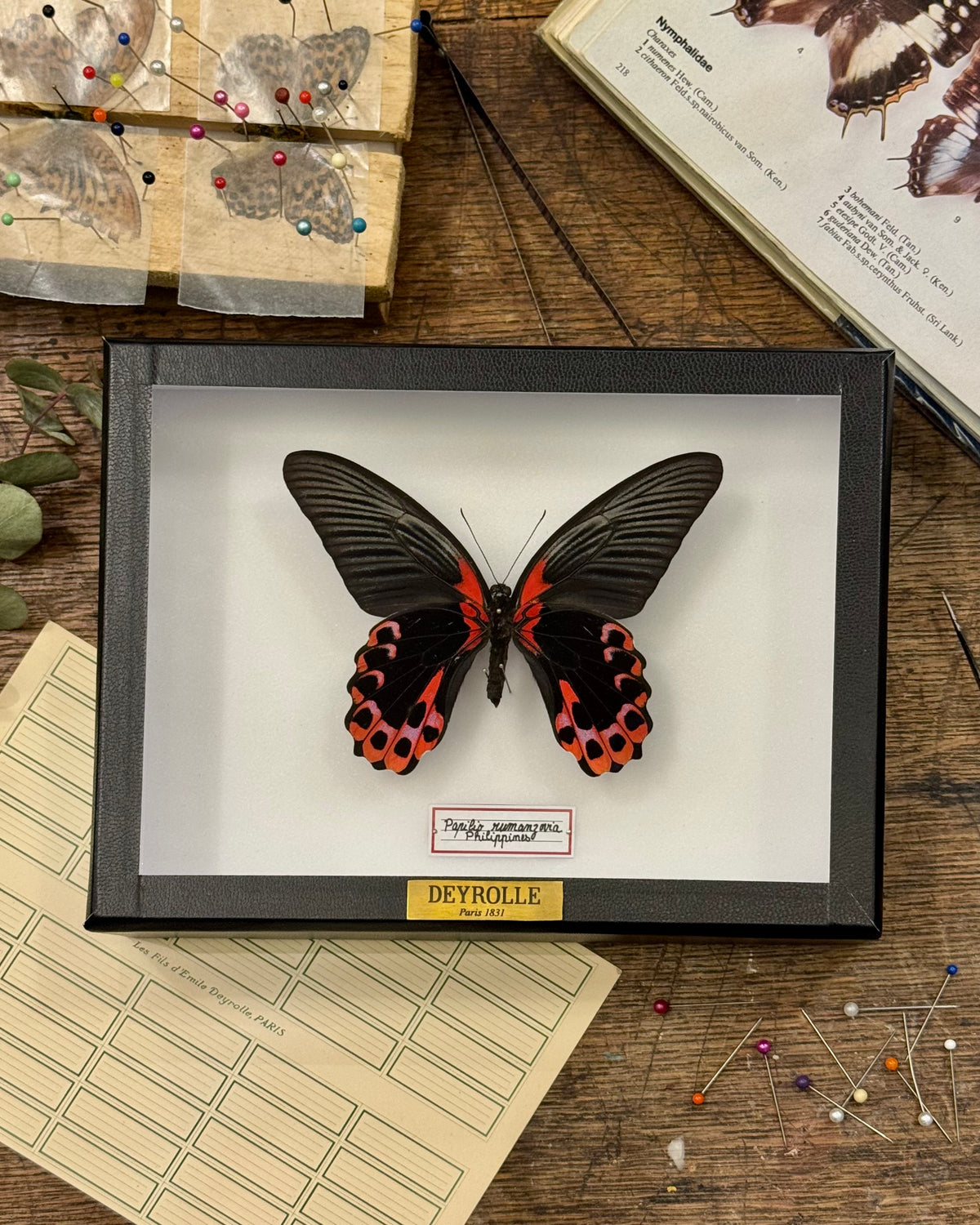 Papilio rumanzovia