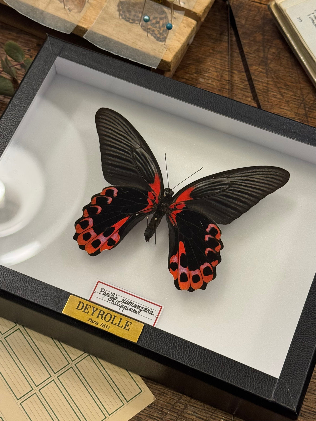 Papilio rumanzovia
