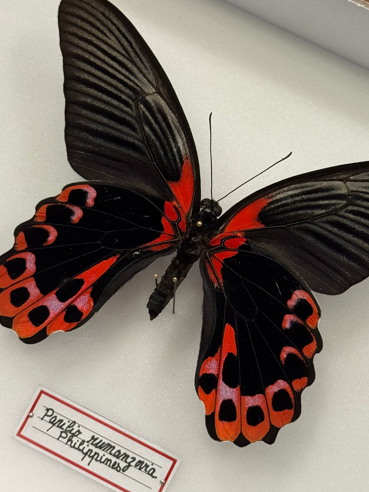 Papilio rumanzovia