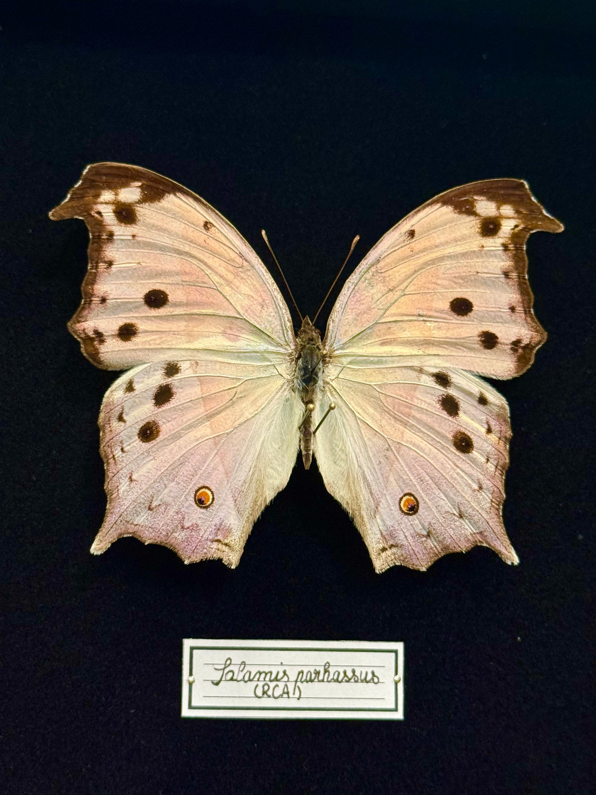 Salamis parhassus
