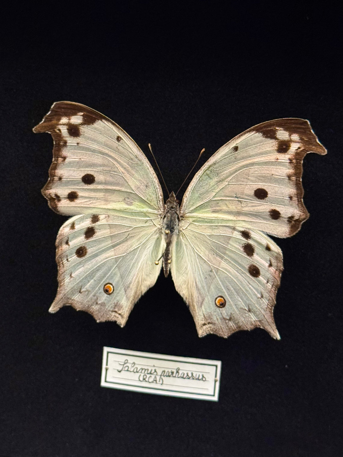 Salamis parhassus