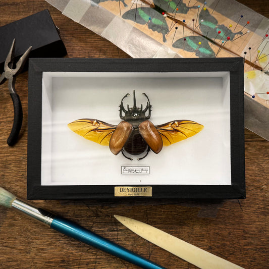 Eupatorus gracilicornis