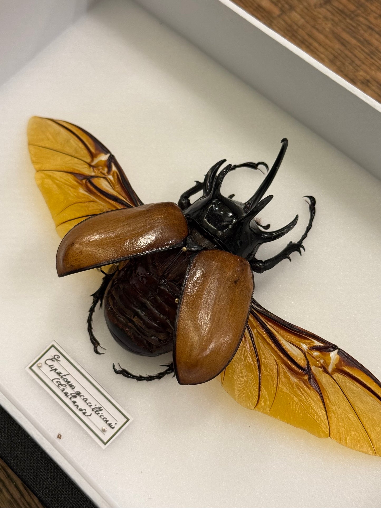 Eupatorus gracilicornis