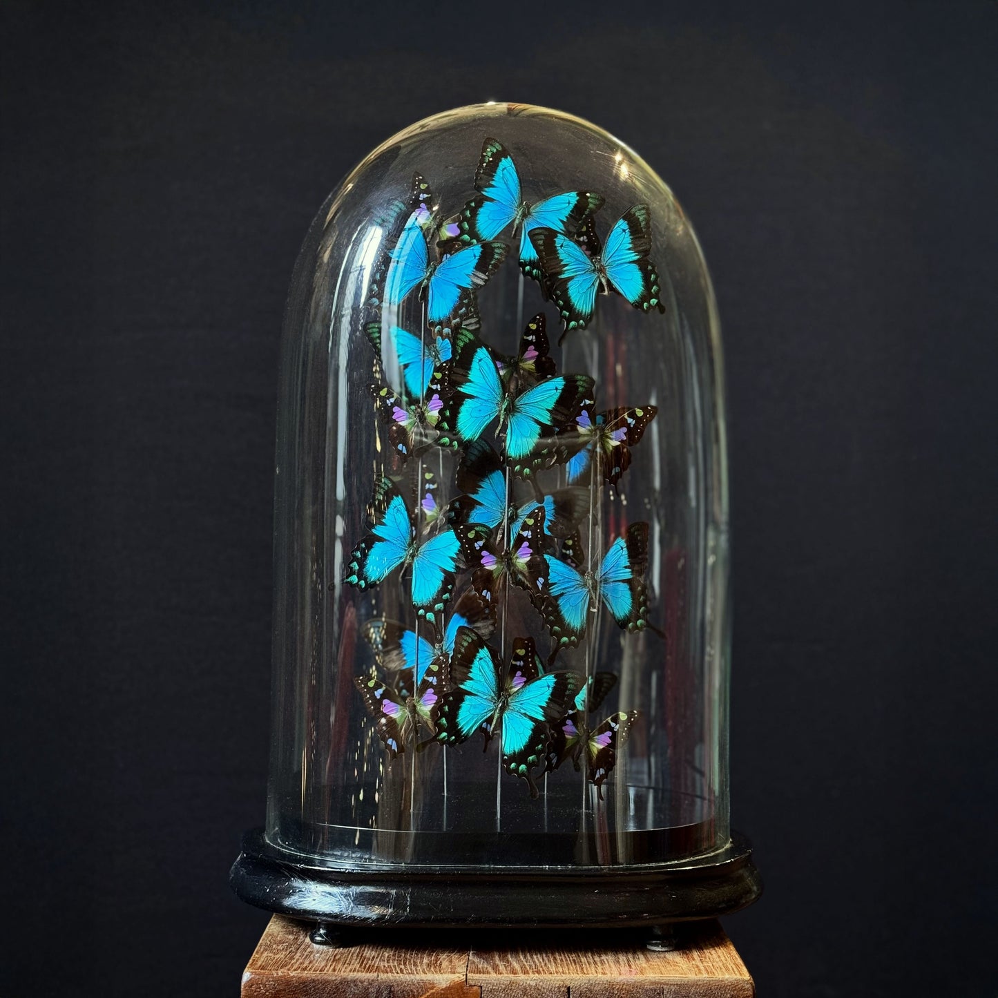 Envolée sous globe de lorquinianus et weiskei