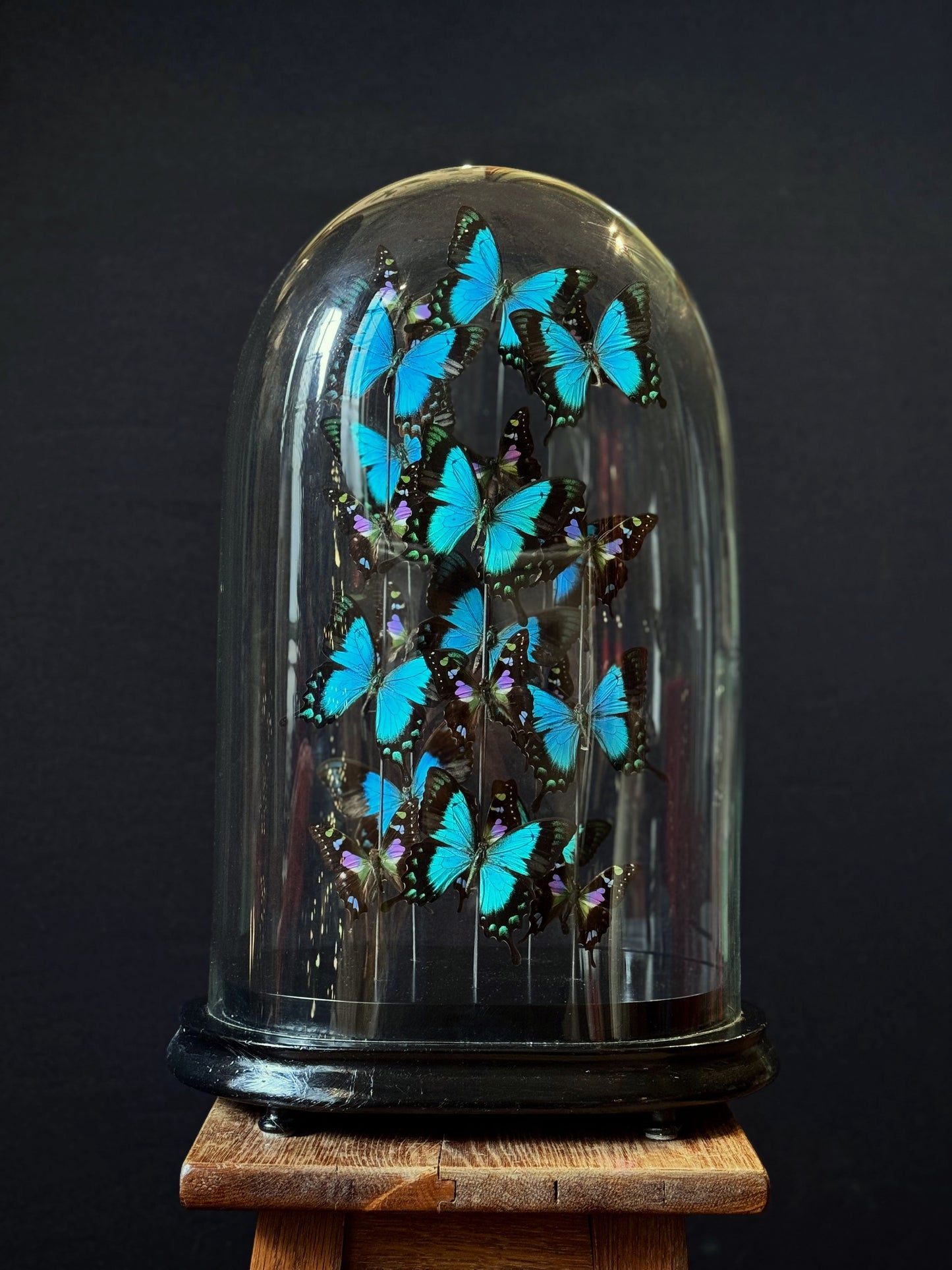 Envolée sous globe de lorquinianus et weiskei