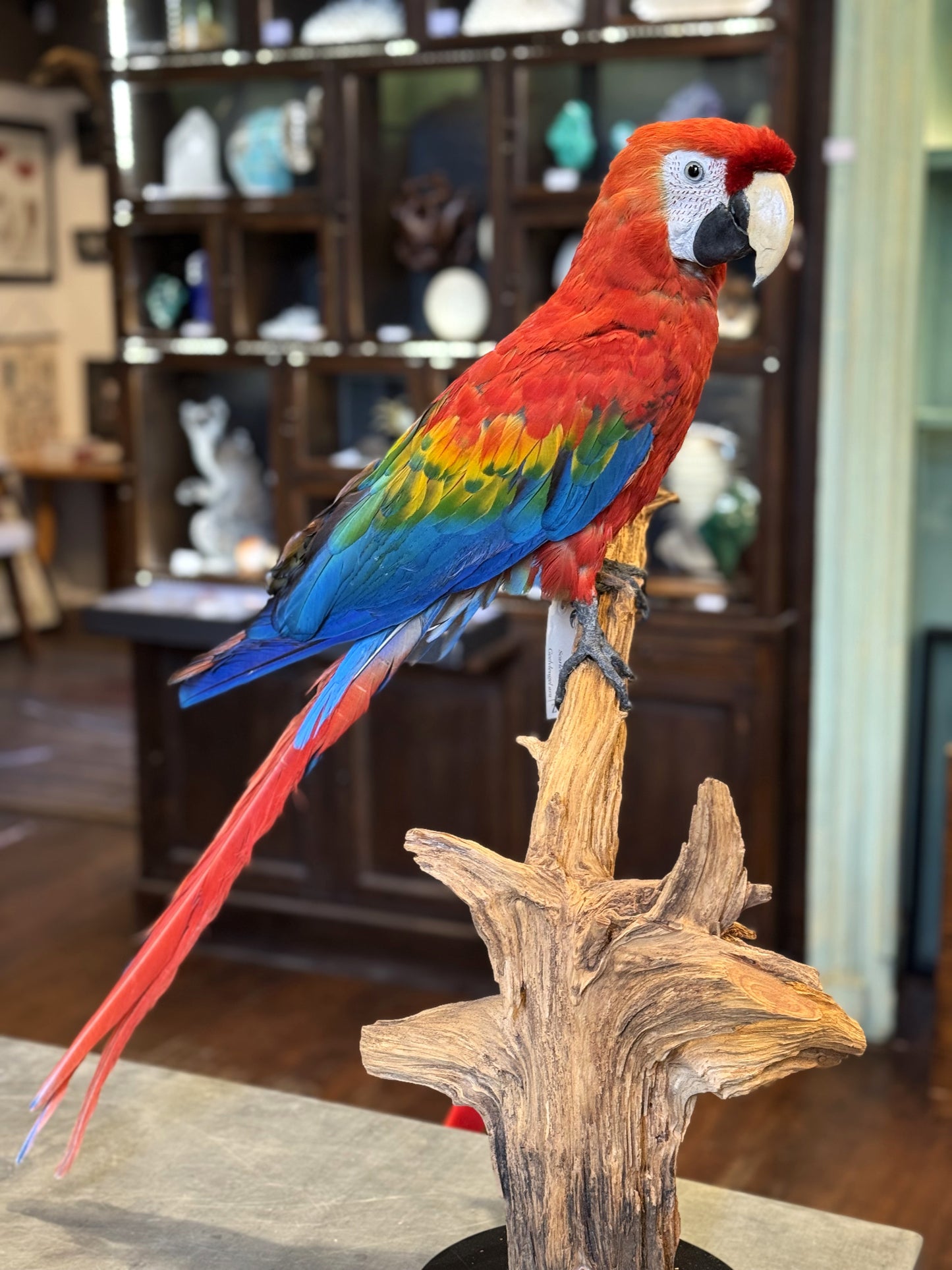 Macaw