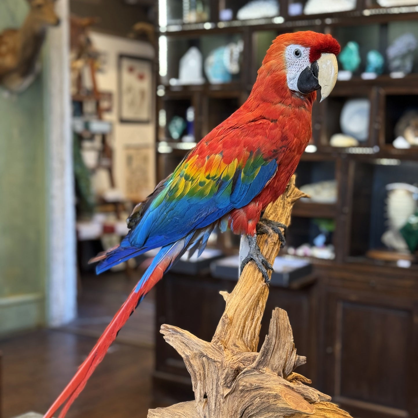 Macaw