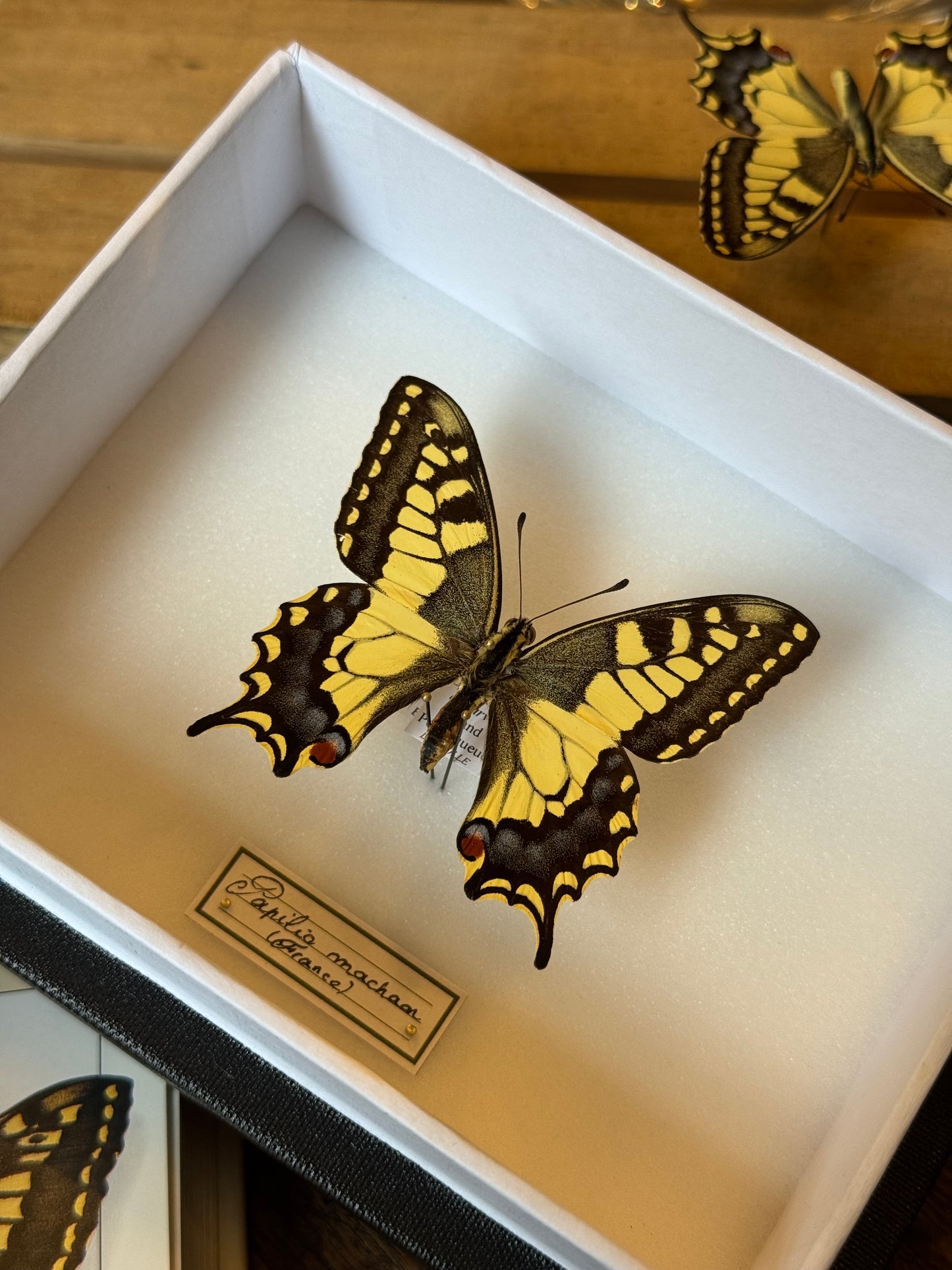 Papilio machaon