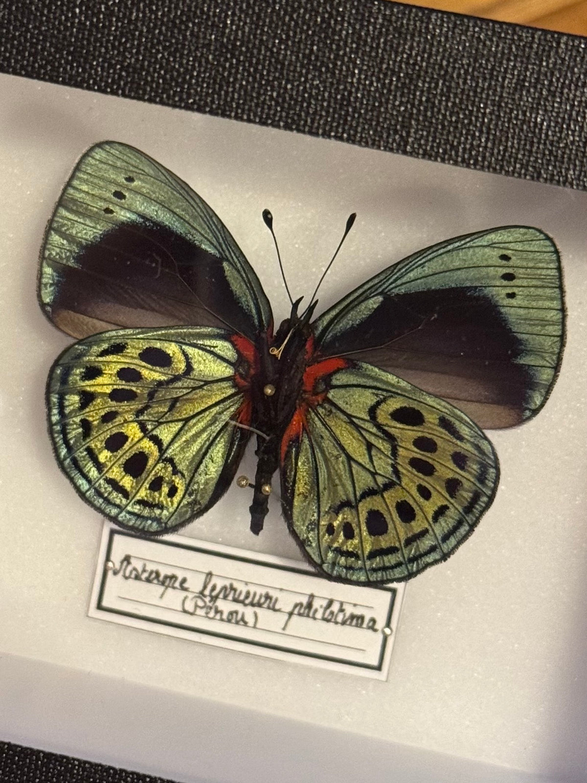 Asterope leprieuri philotima