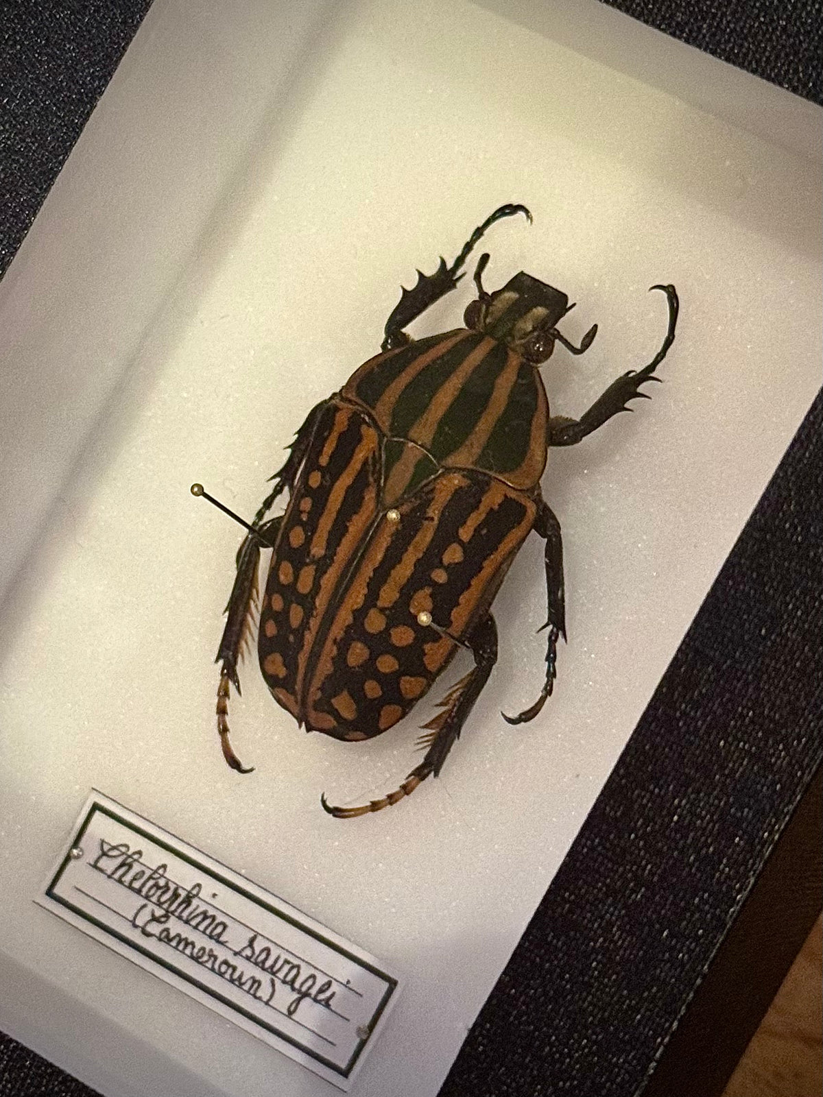 Chelorrhina savagei