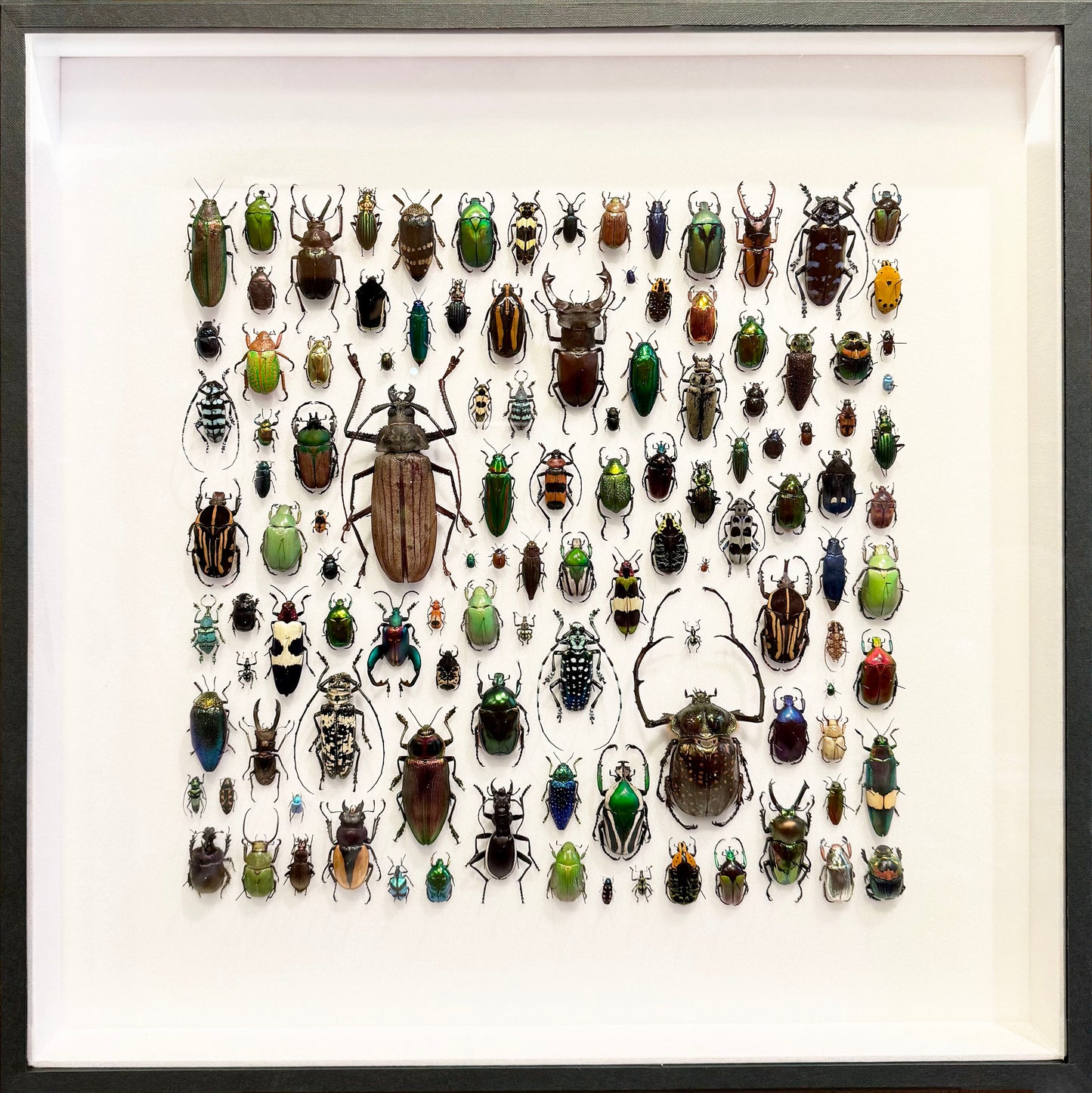Beetle composition