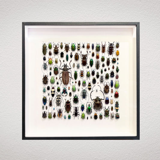 Composition de coléoptères