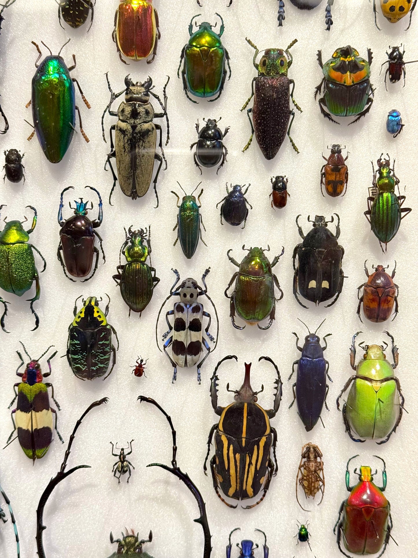 Beetle composition
