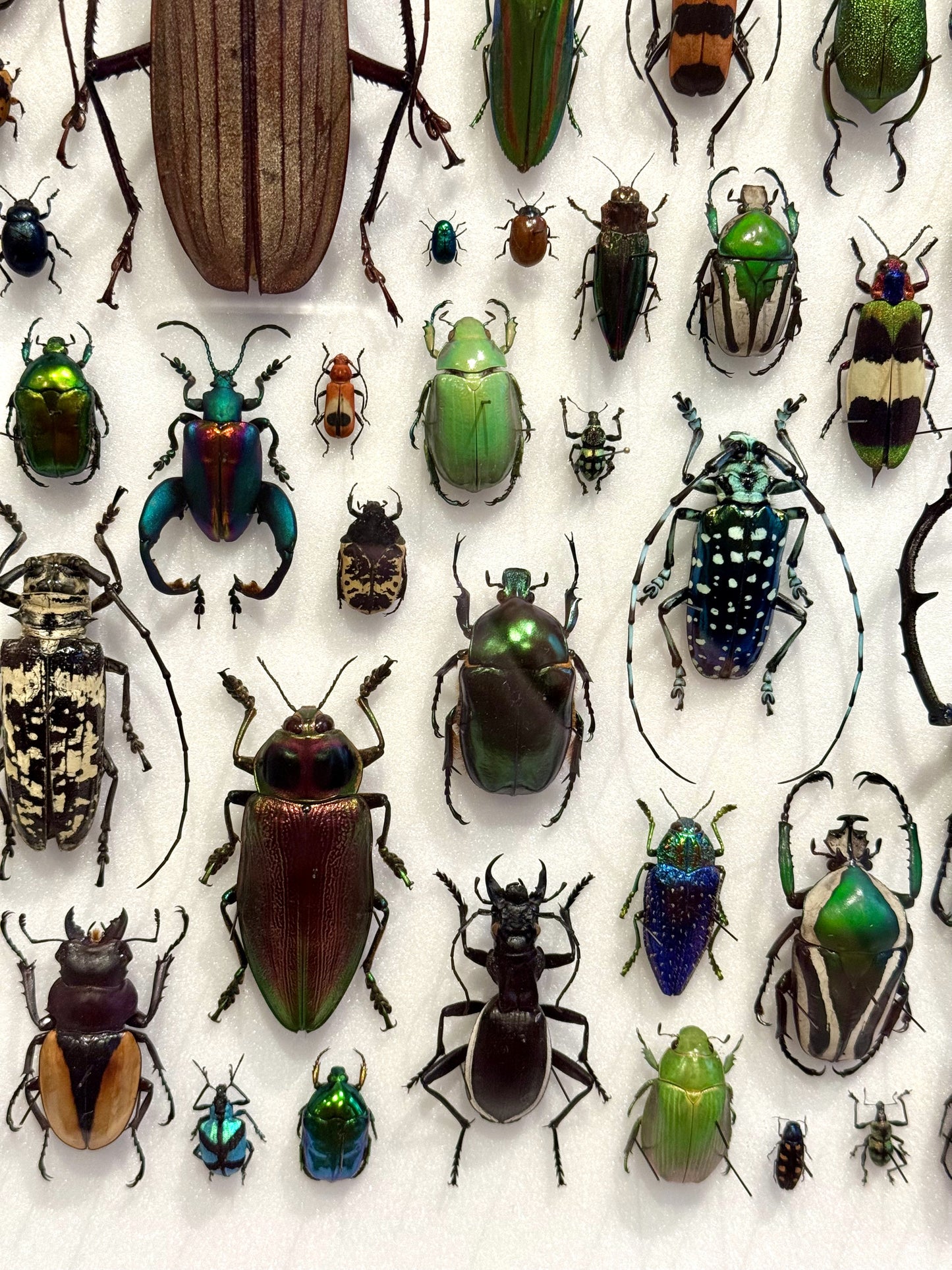 Beetle composition
