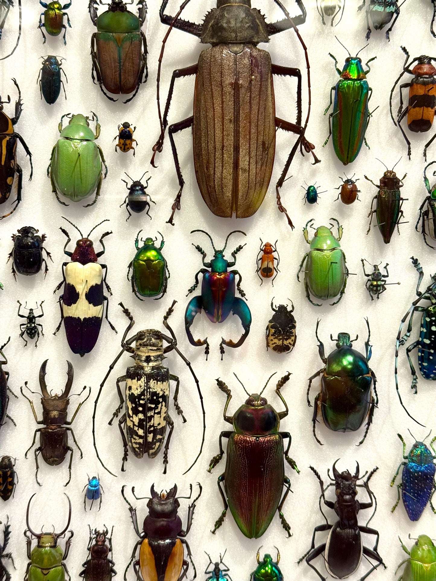 Beetle composition