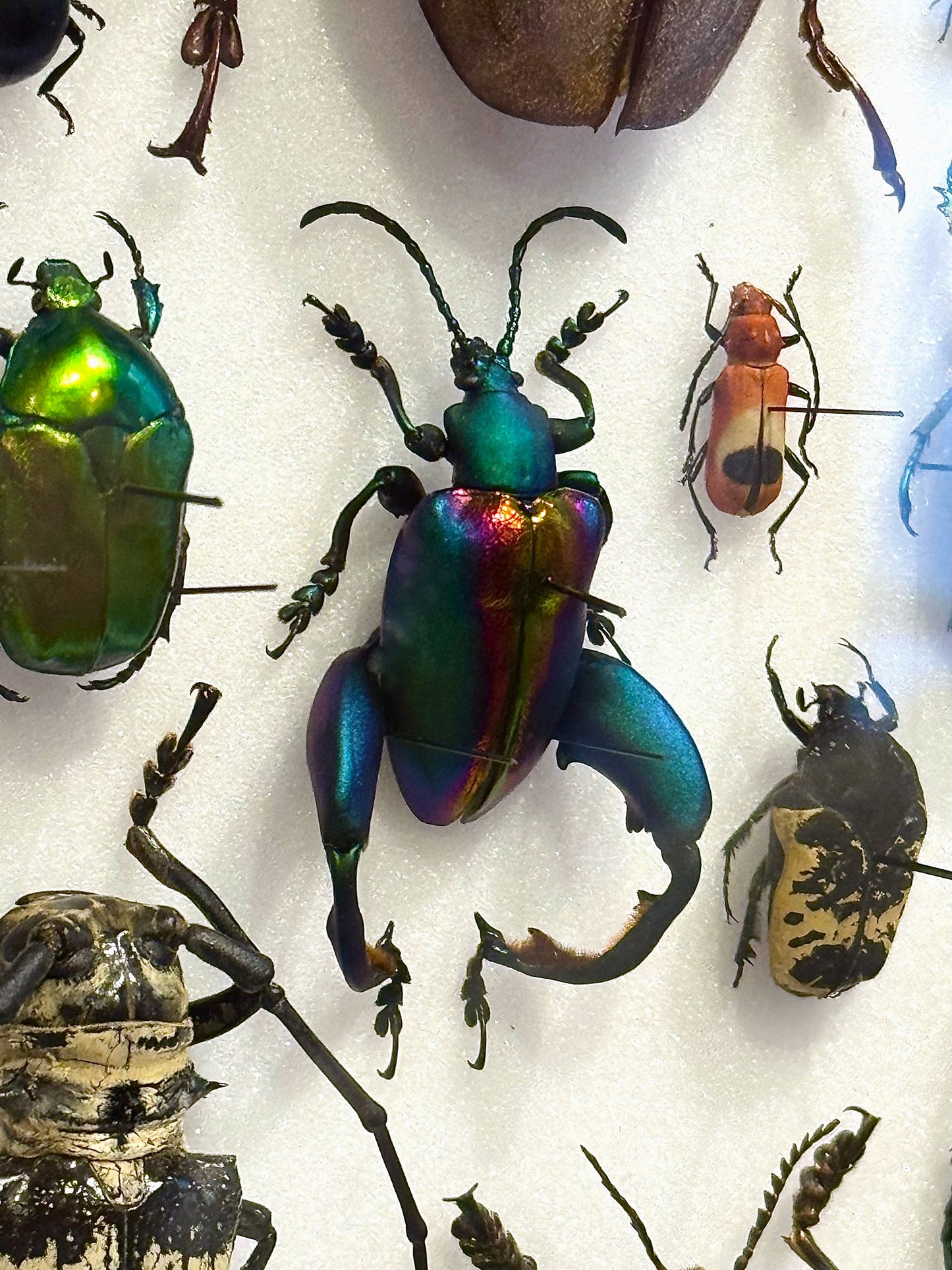 Beetle composition