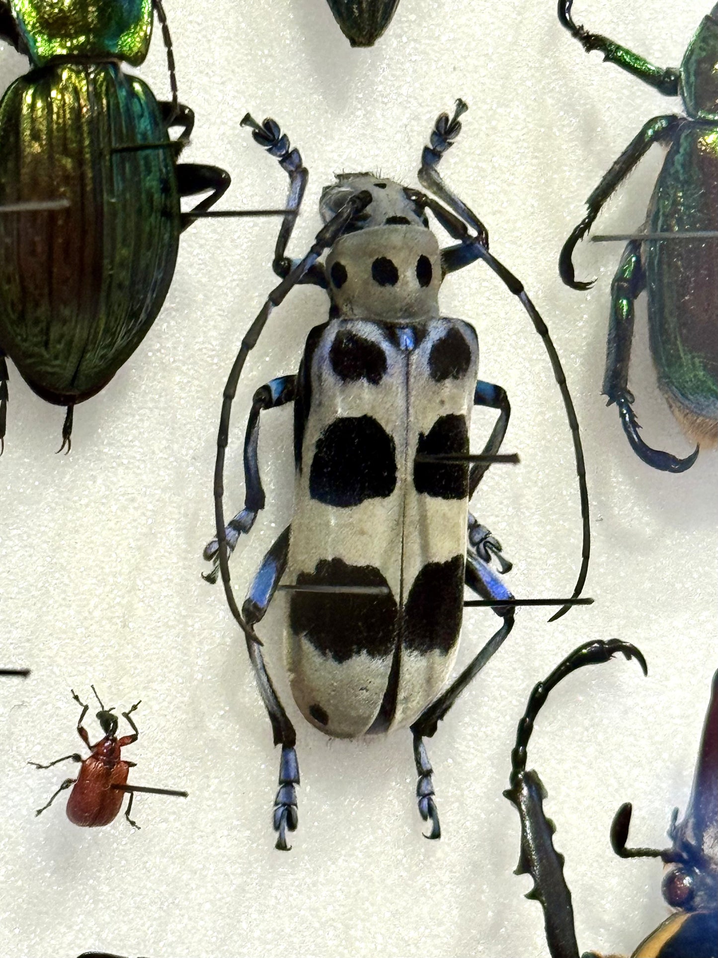 Beetle composition
