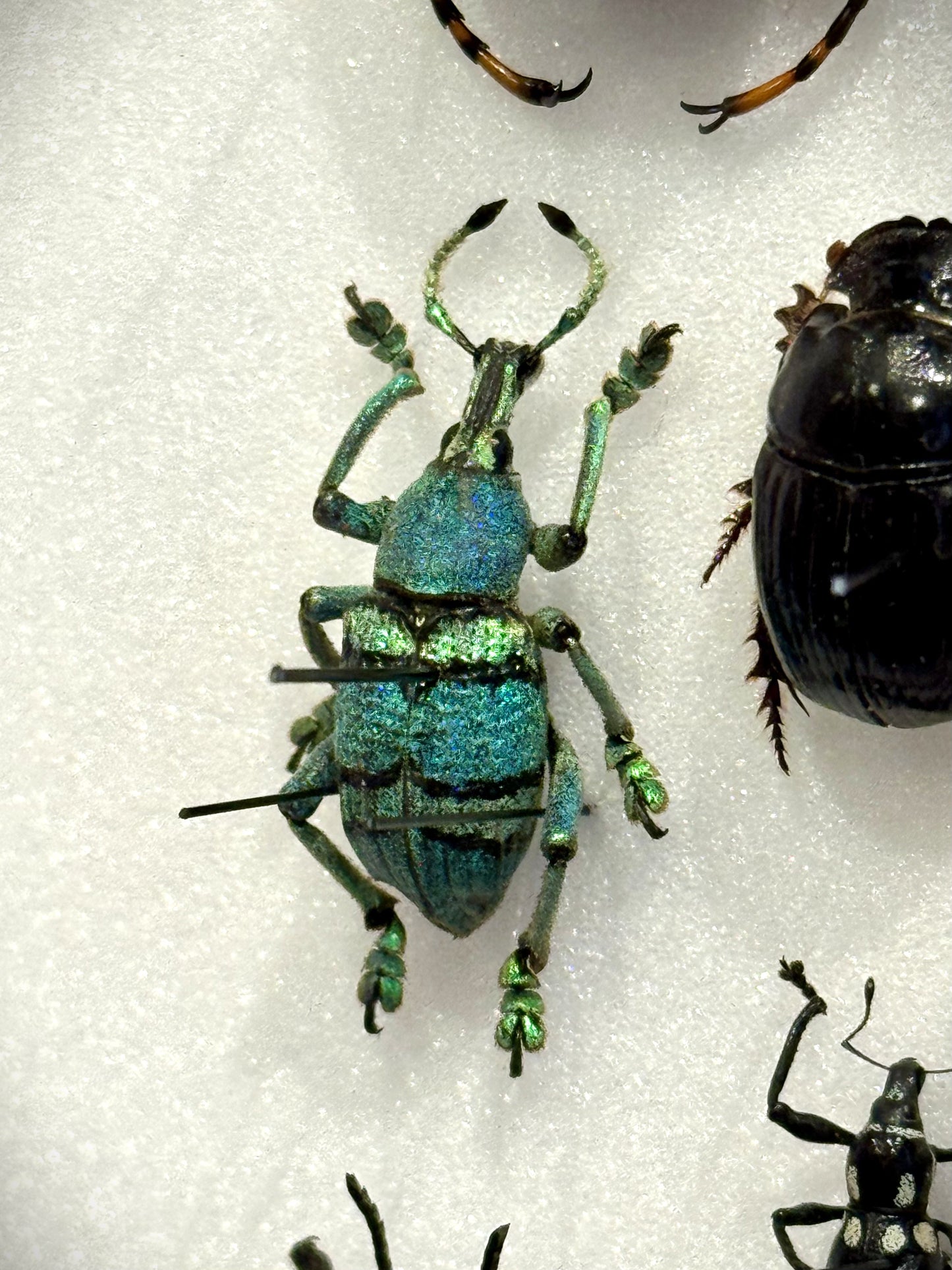 Beetle composition