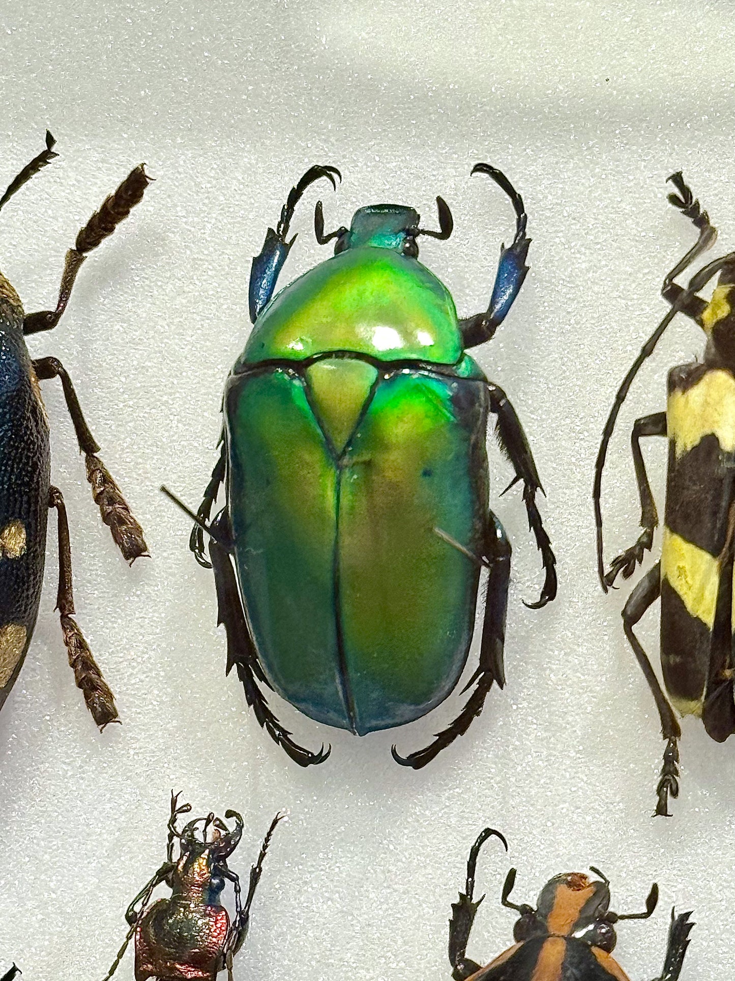 Beetle composition