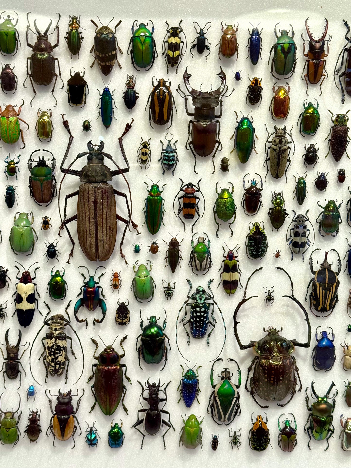 Beetle composition