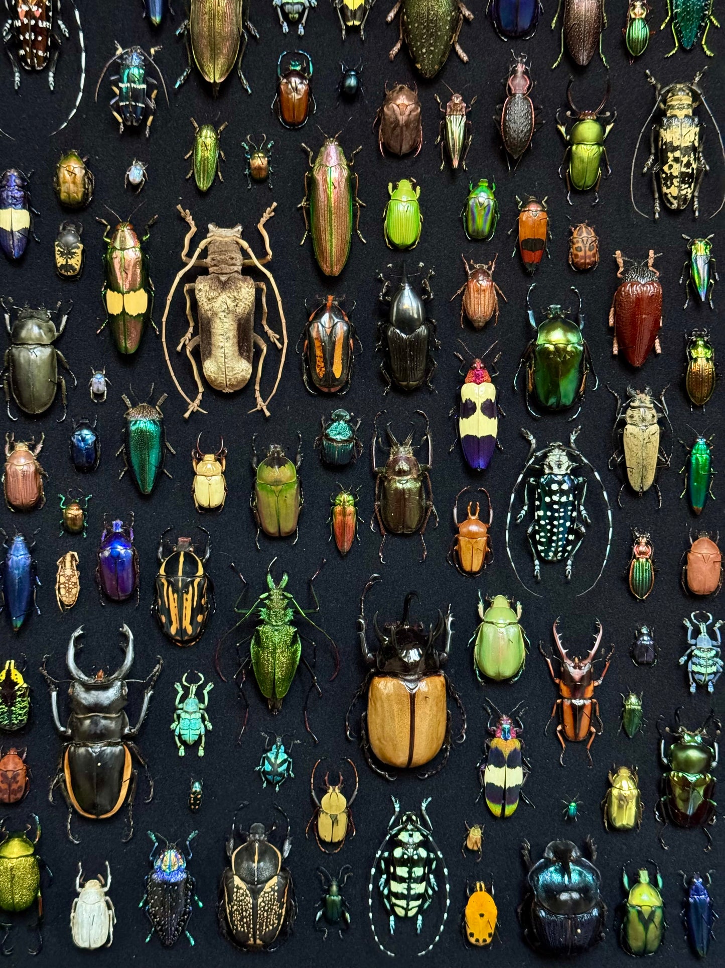 Rectangular beetle composition
