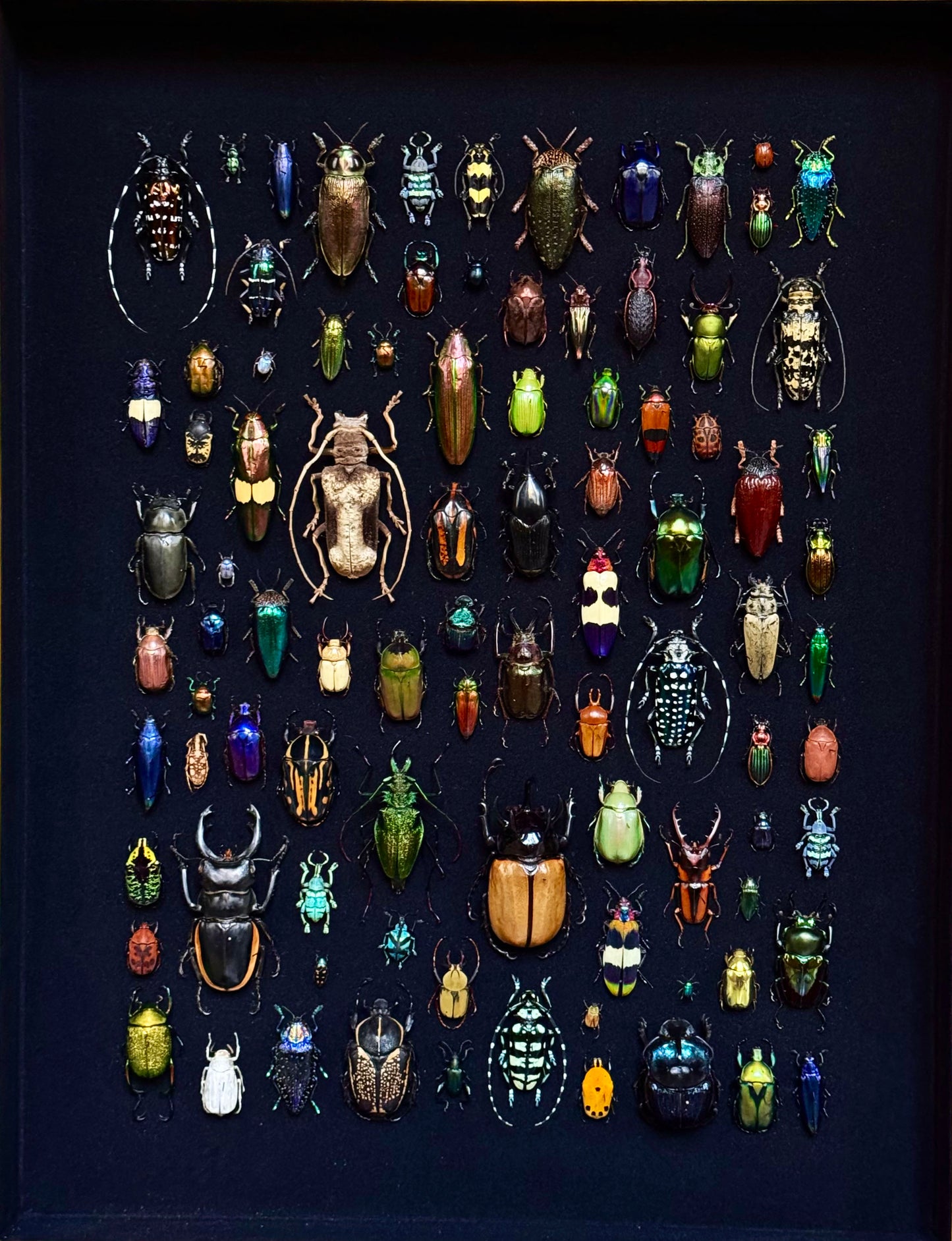 Rectangular beetle composition