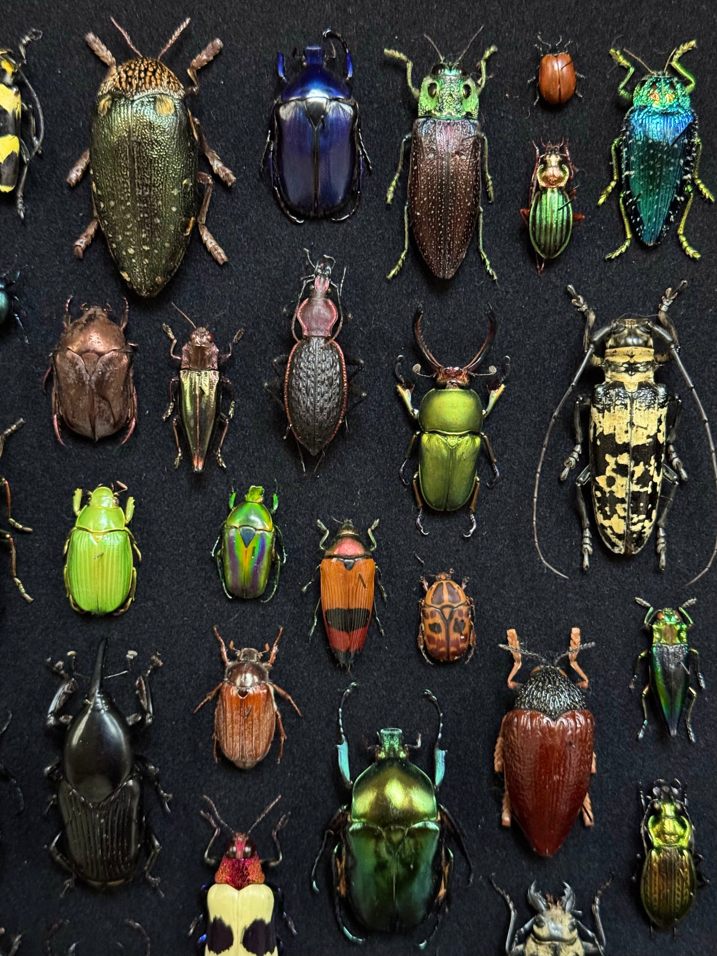 Rectangular beetle composition