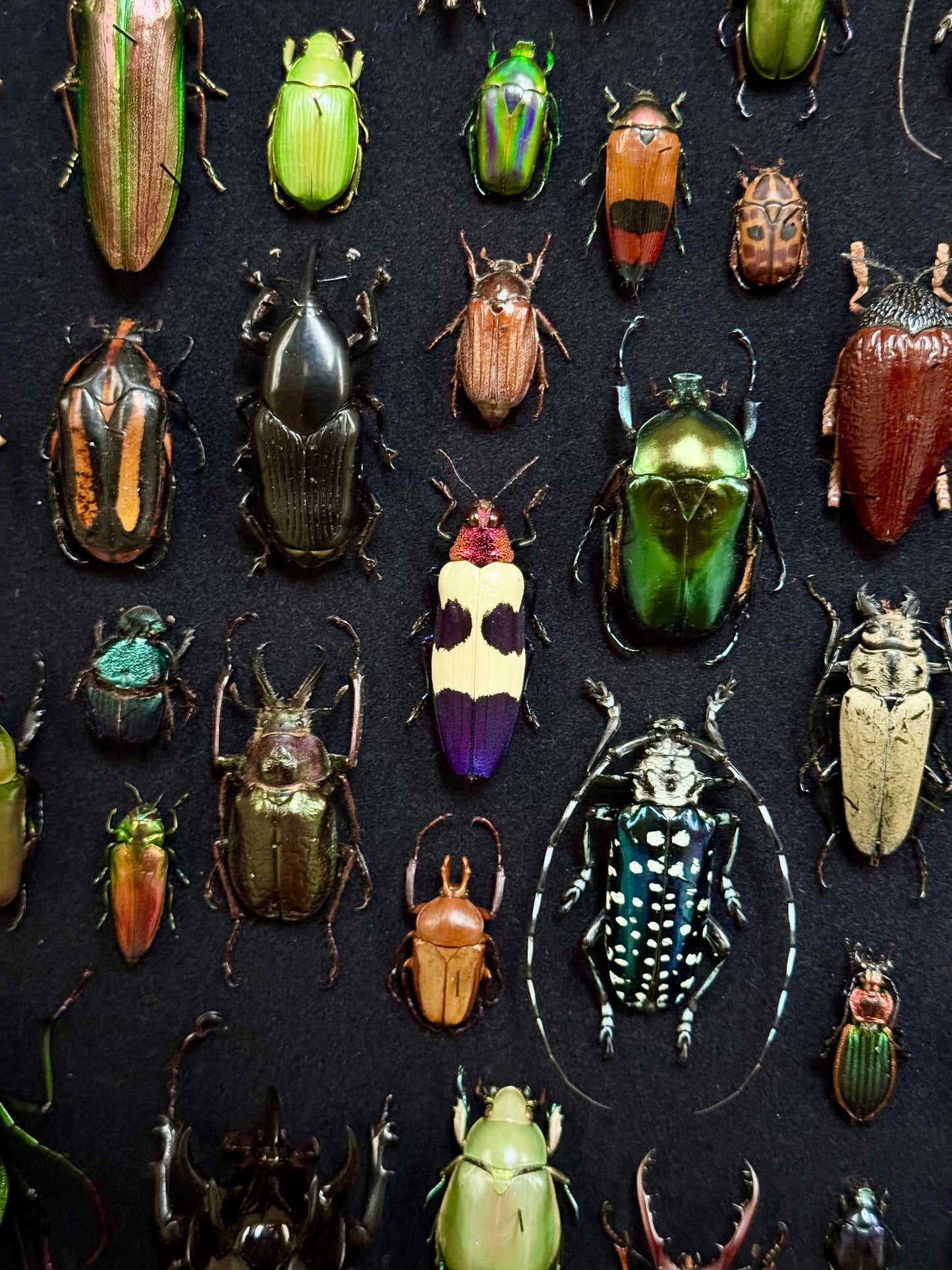 Rectangular beetle composition