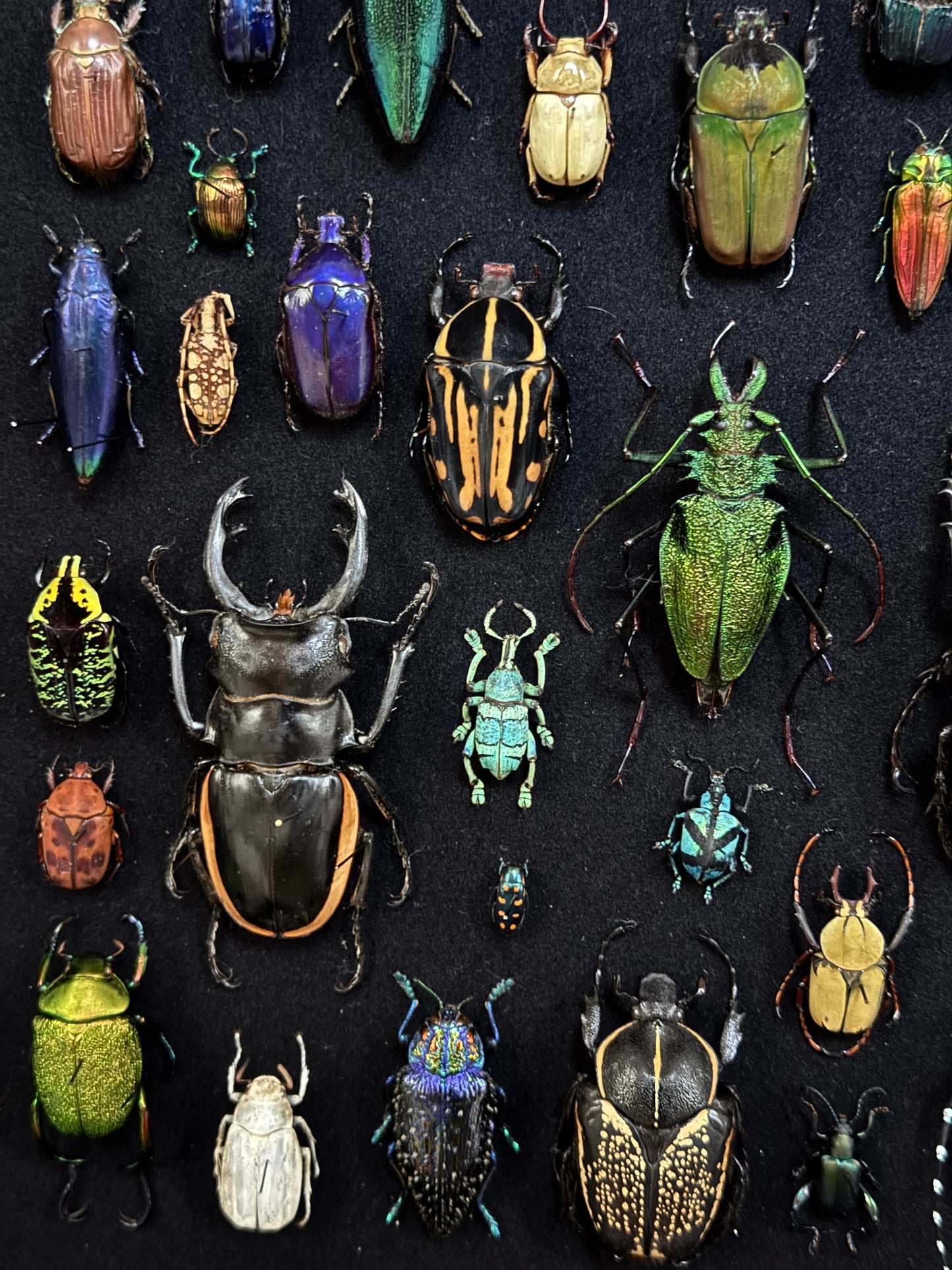 Rectangular beetle composition