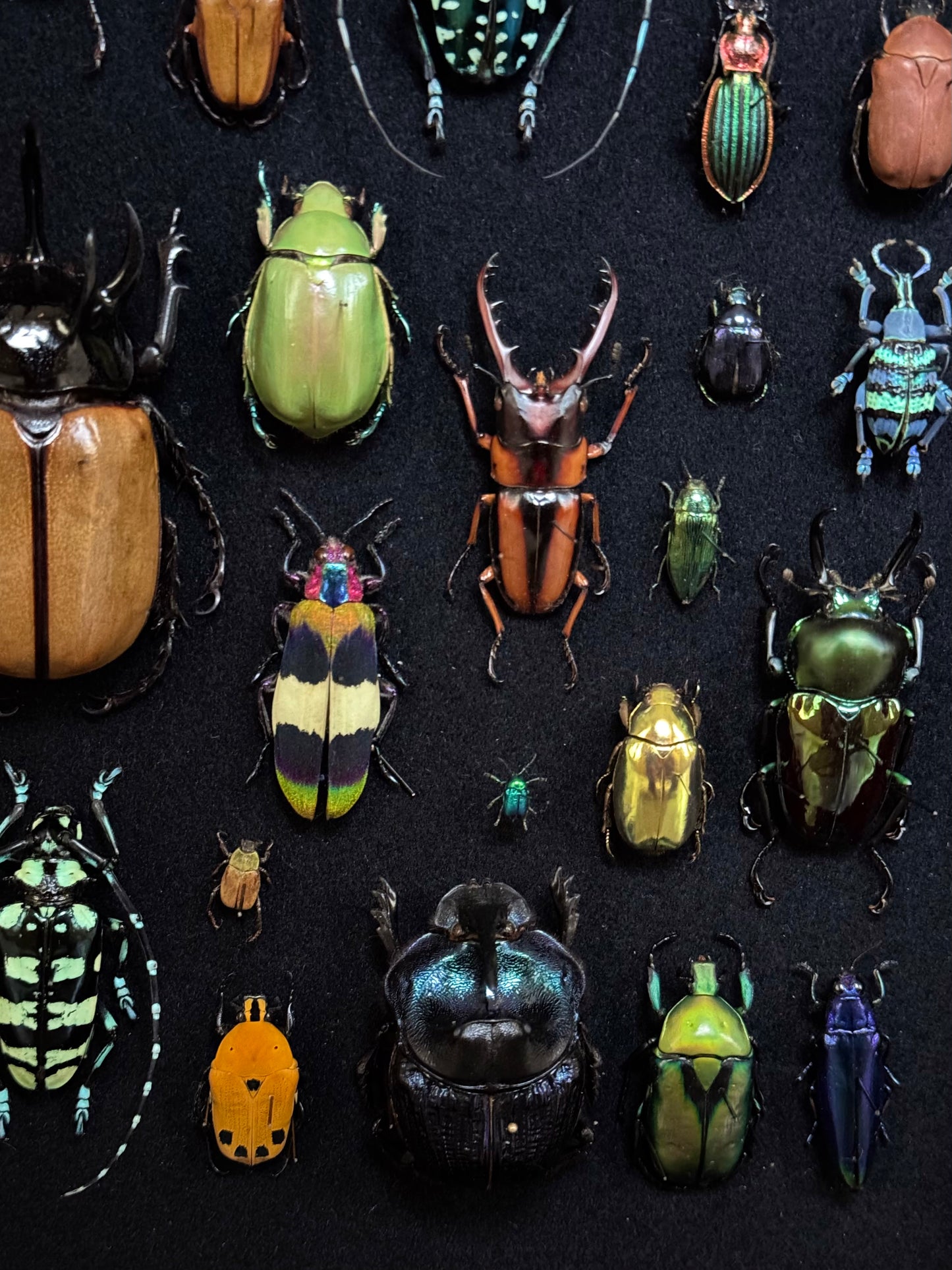 Rectangular beetle composition