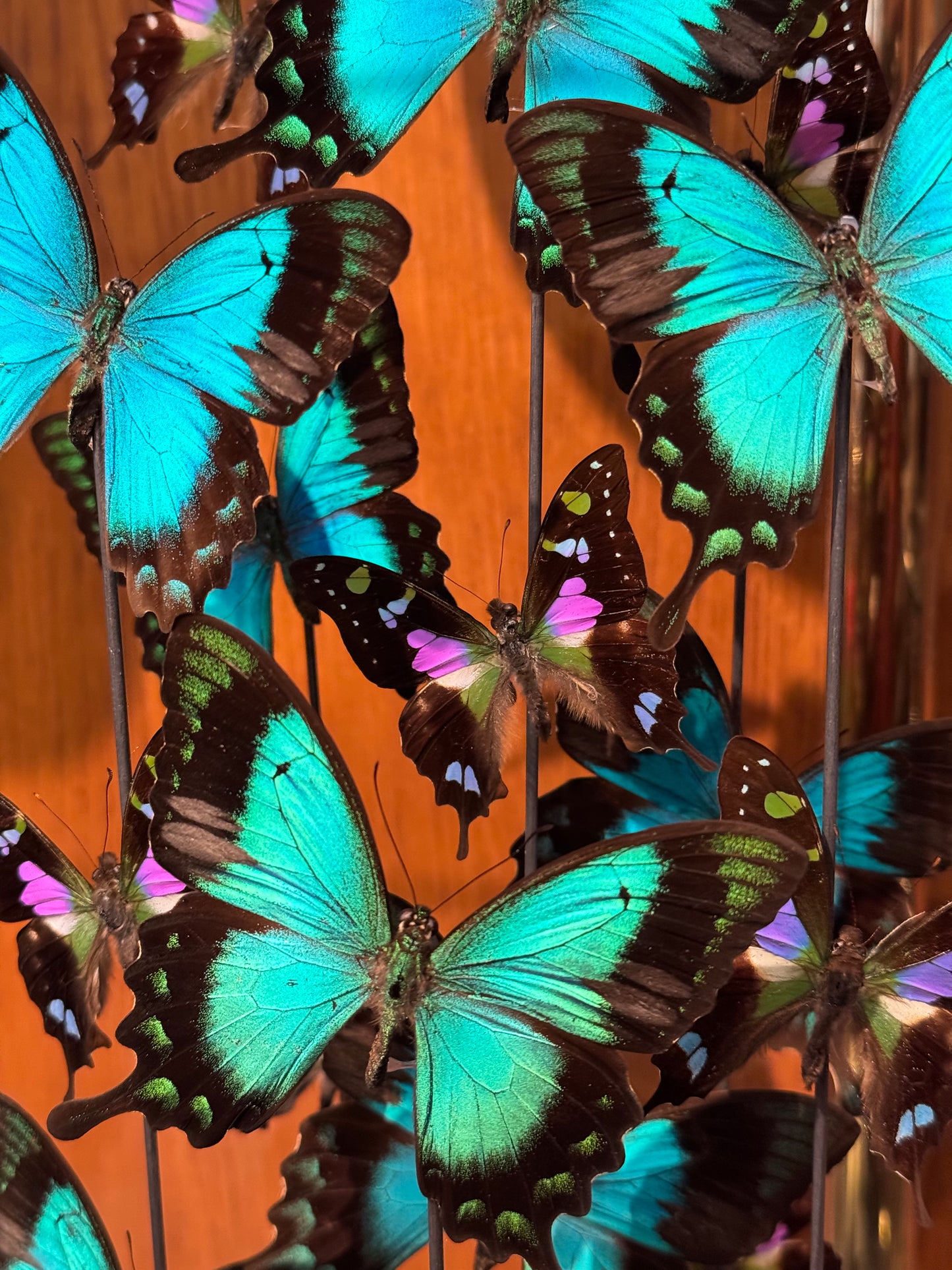 Envolée sous globe de lorquinianus et weiskei