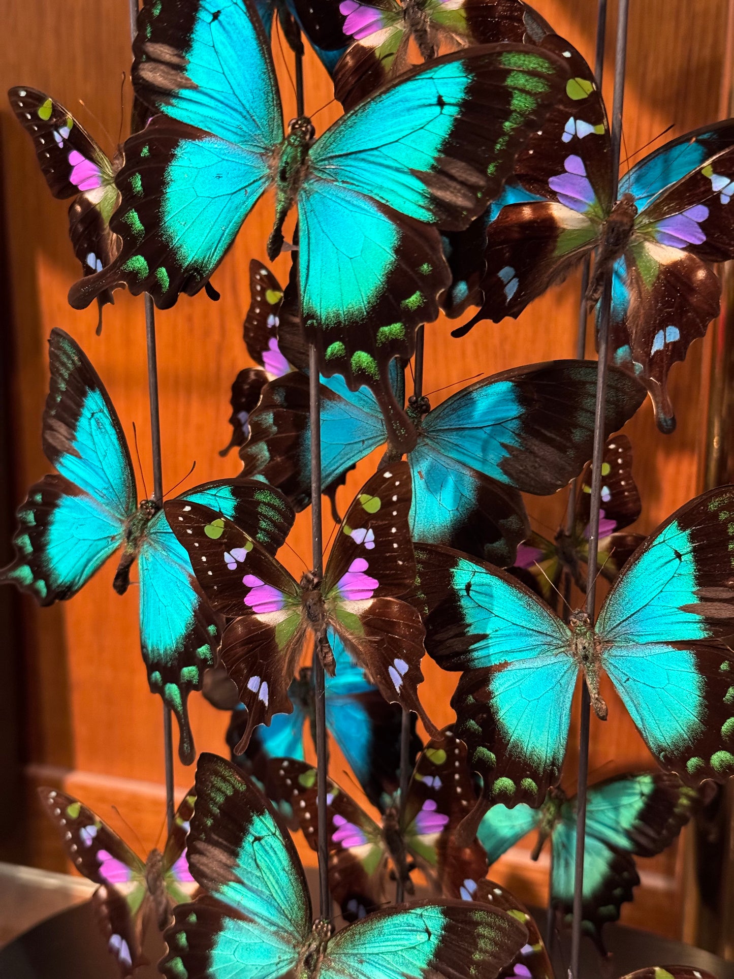 Envolée sous globe de lorquinianus et weiskei