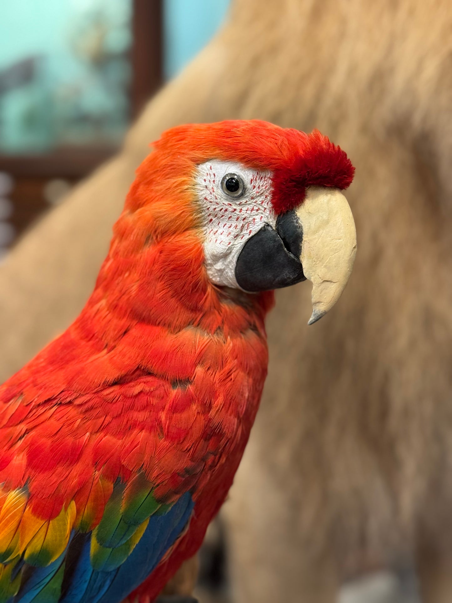 Macaw