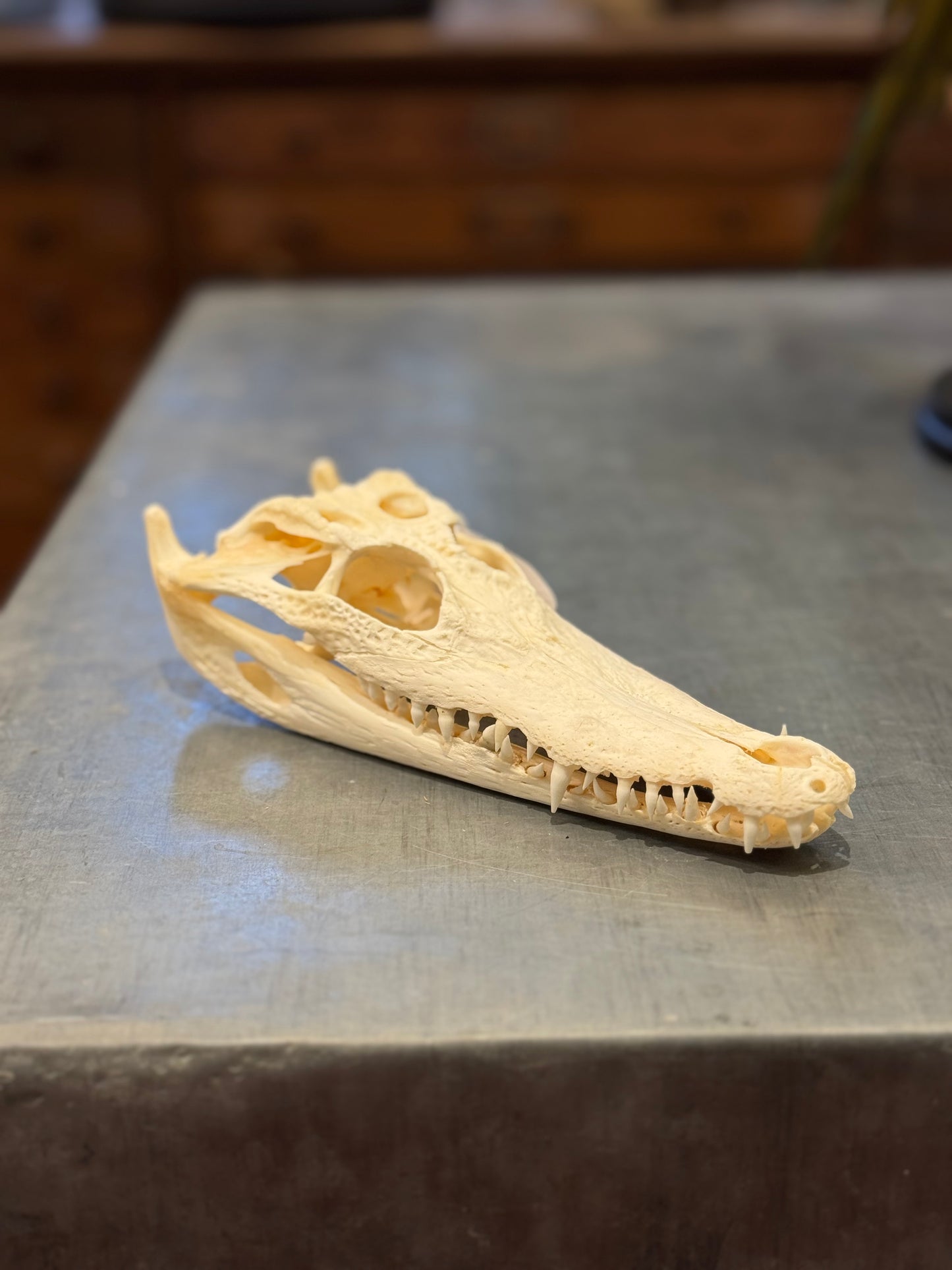 Crâne moyen de crocodile du Siam