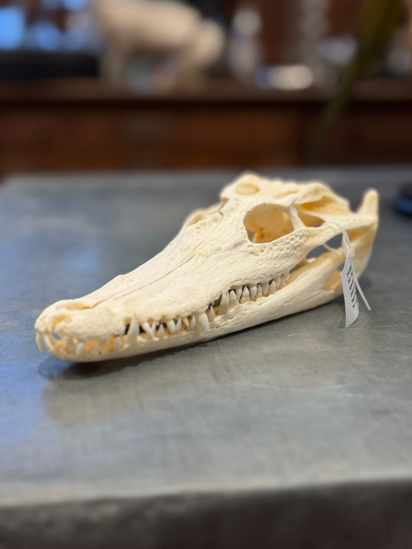 Crâne moyen de crocodile du Siam