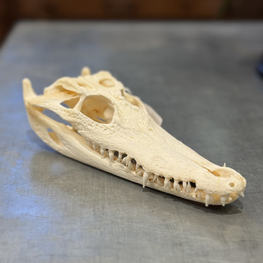 Crâne moyen de crocodile du Siam