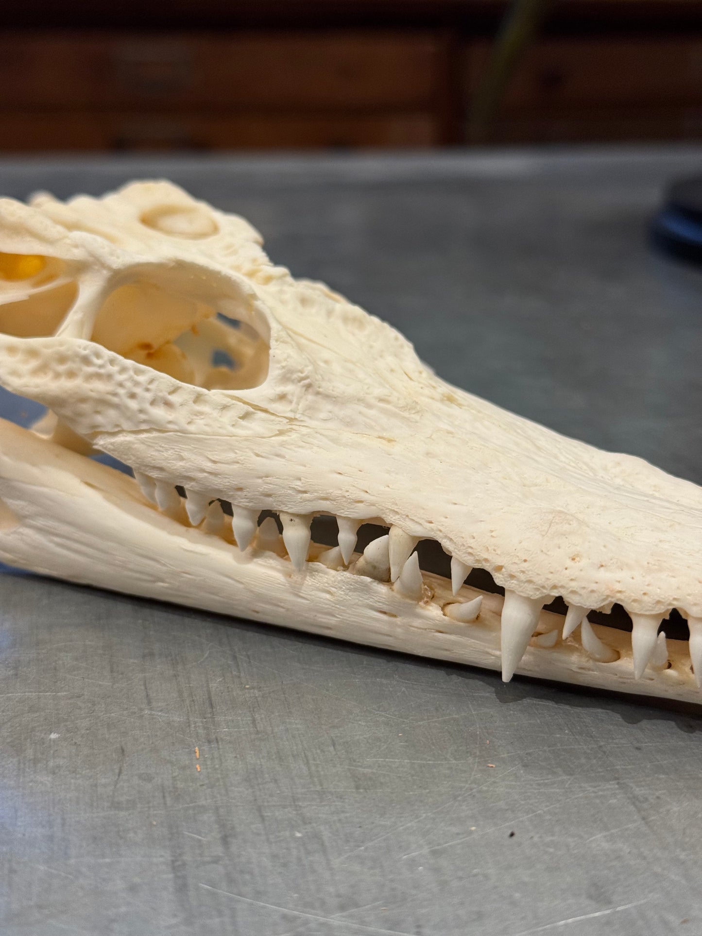 Crâne moyen de crocodile du Siam