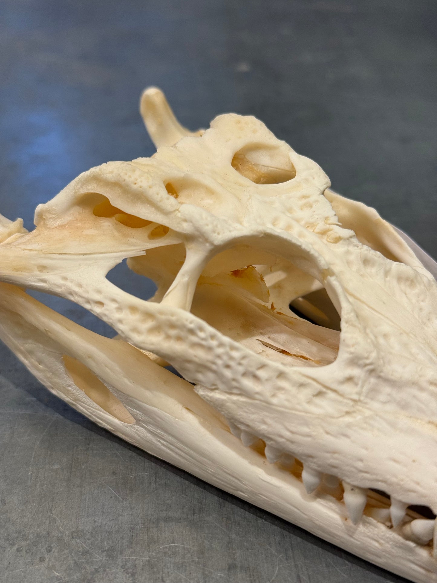 Crâne moyen de crocodile du Siam