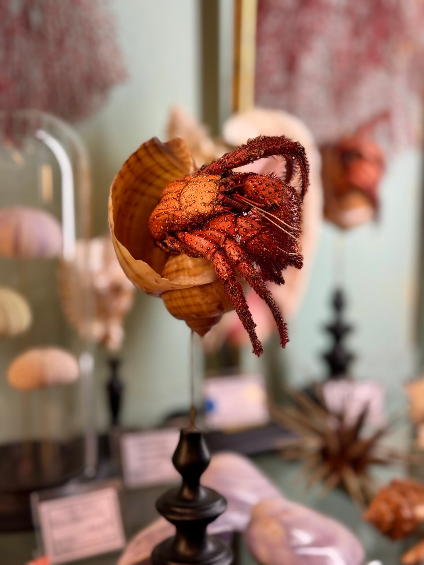 hermit crab on a base