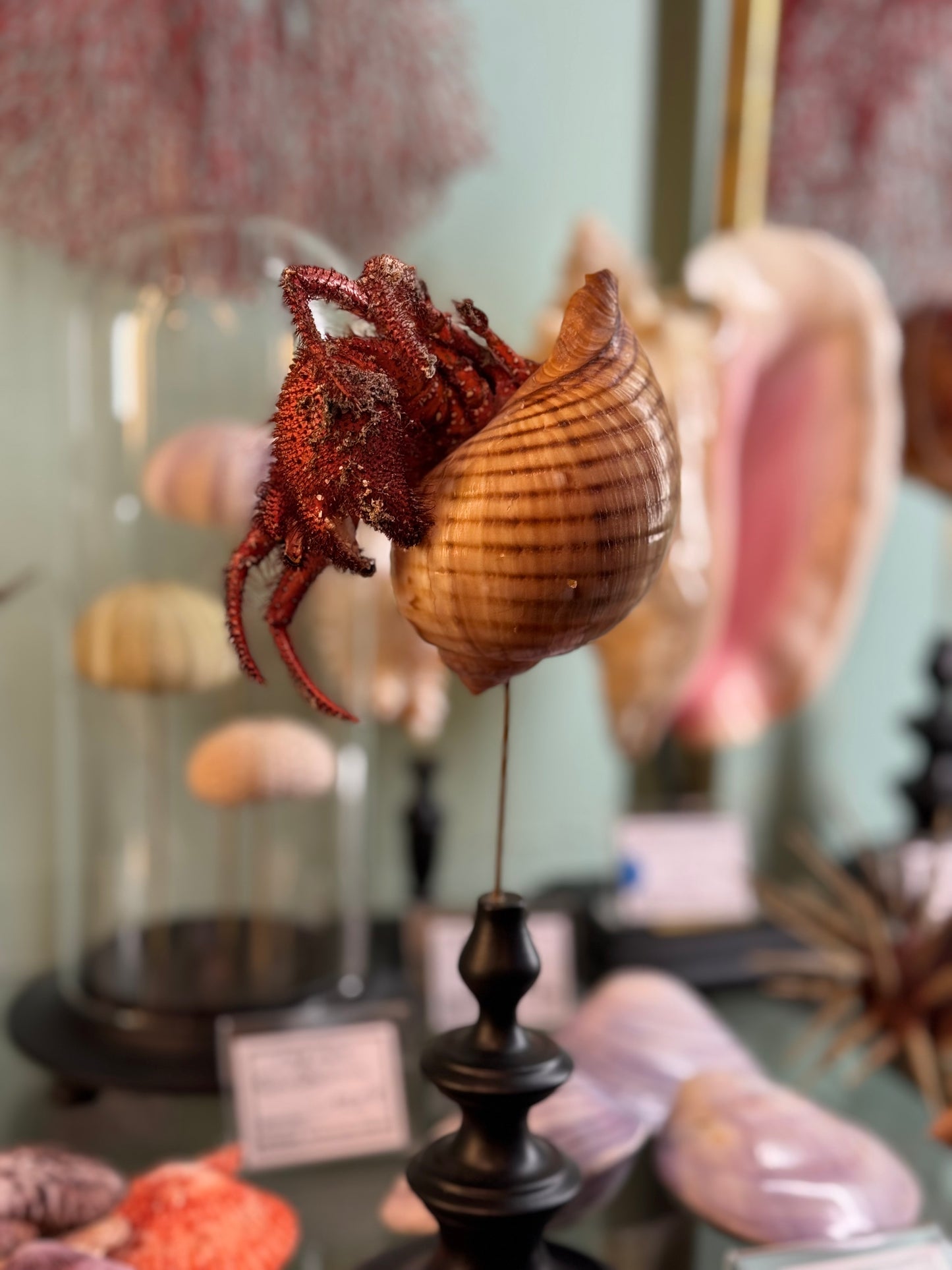 hermit crab on a base