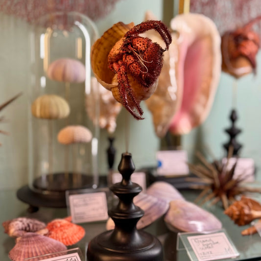 Bernard l'hermite sur socle