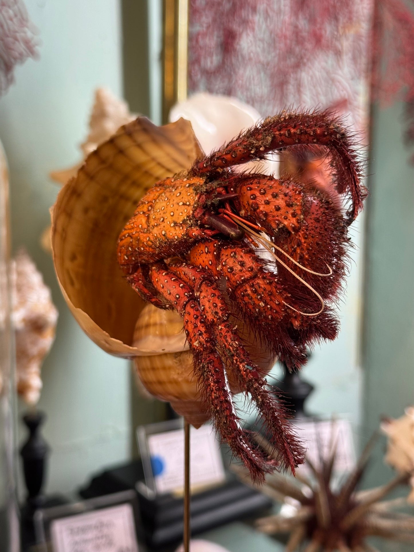 hermit crab on a base