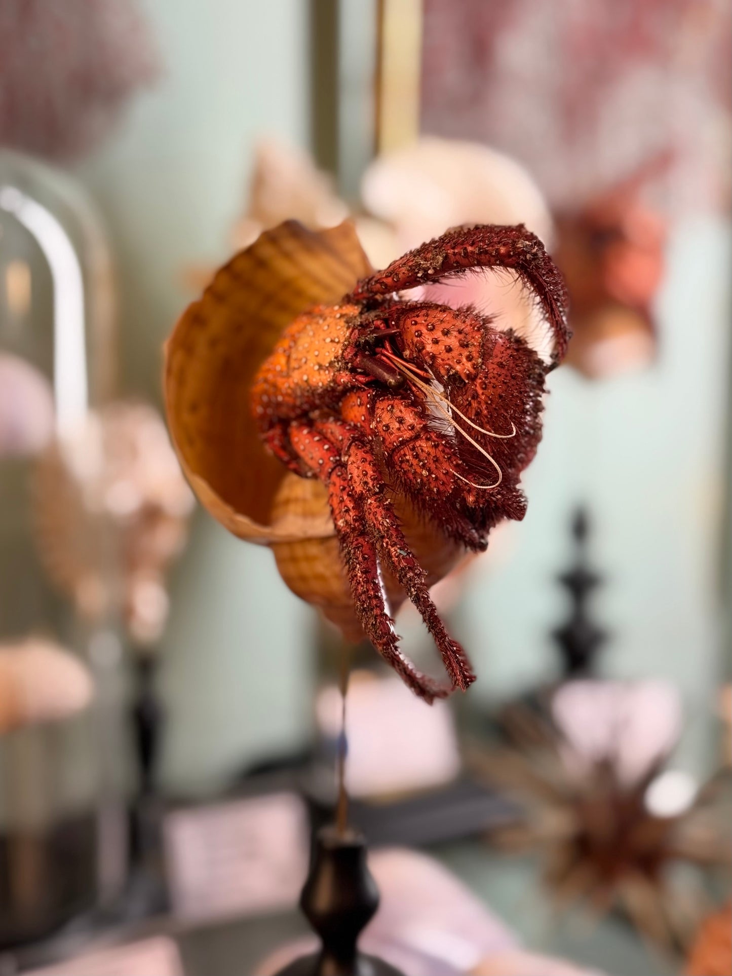 hermit crab on a base