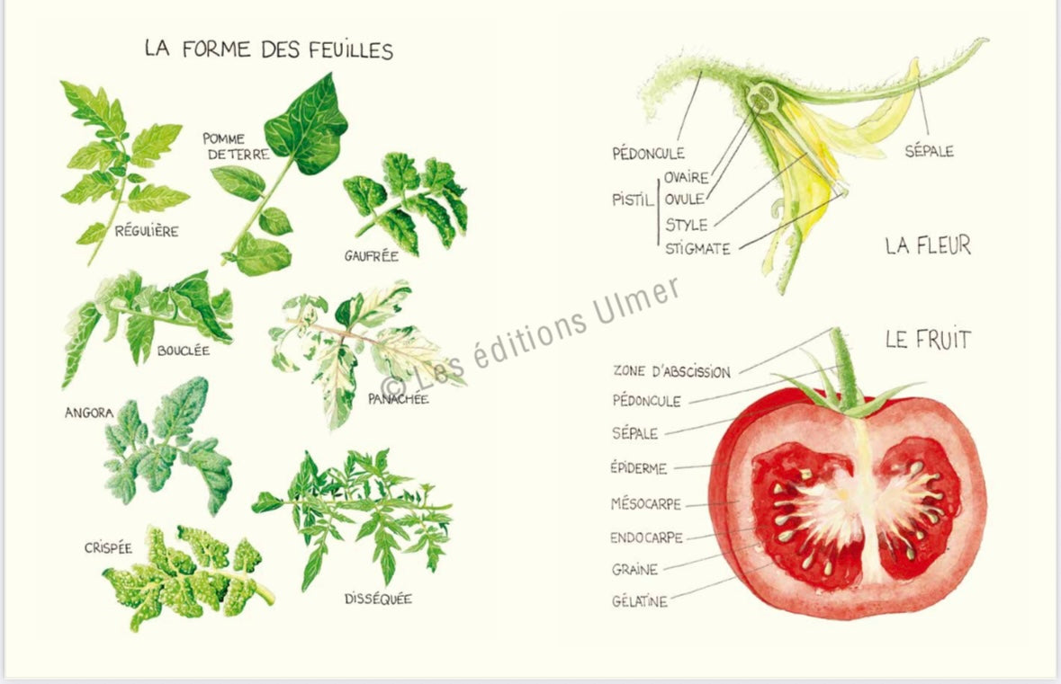 The Tomato Conservatory