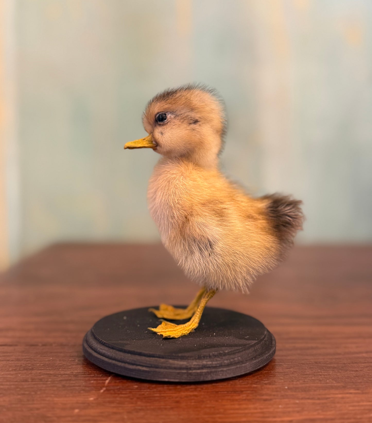 Duckling