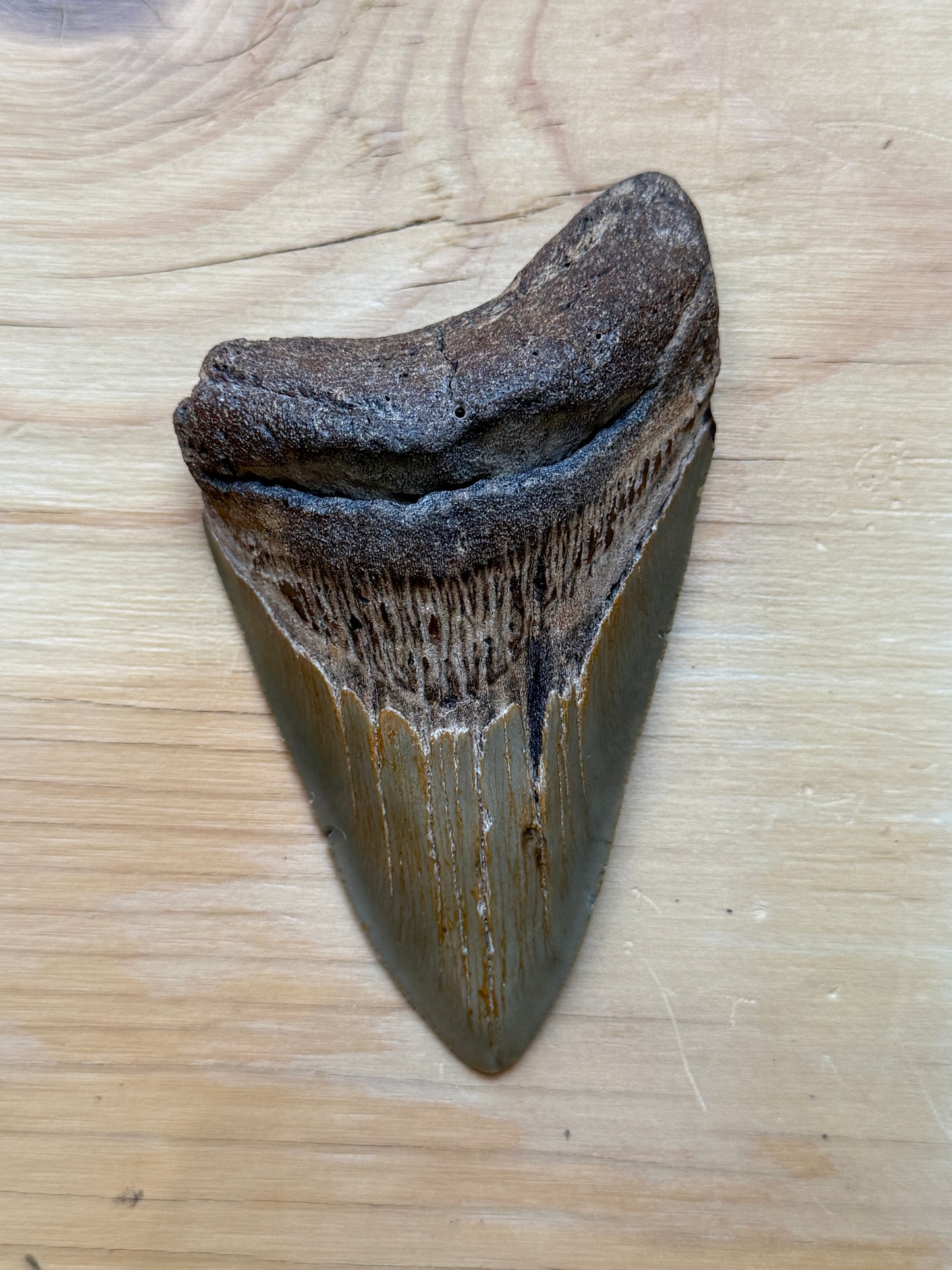 Megalodon Tooth