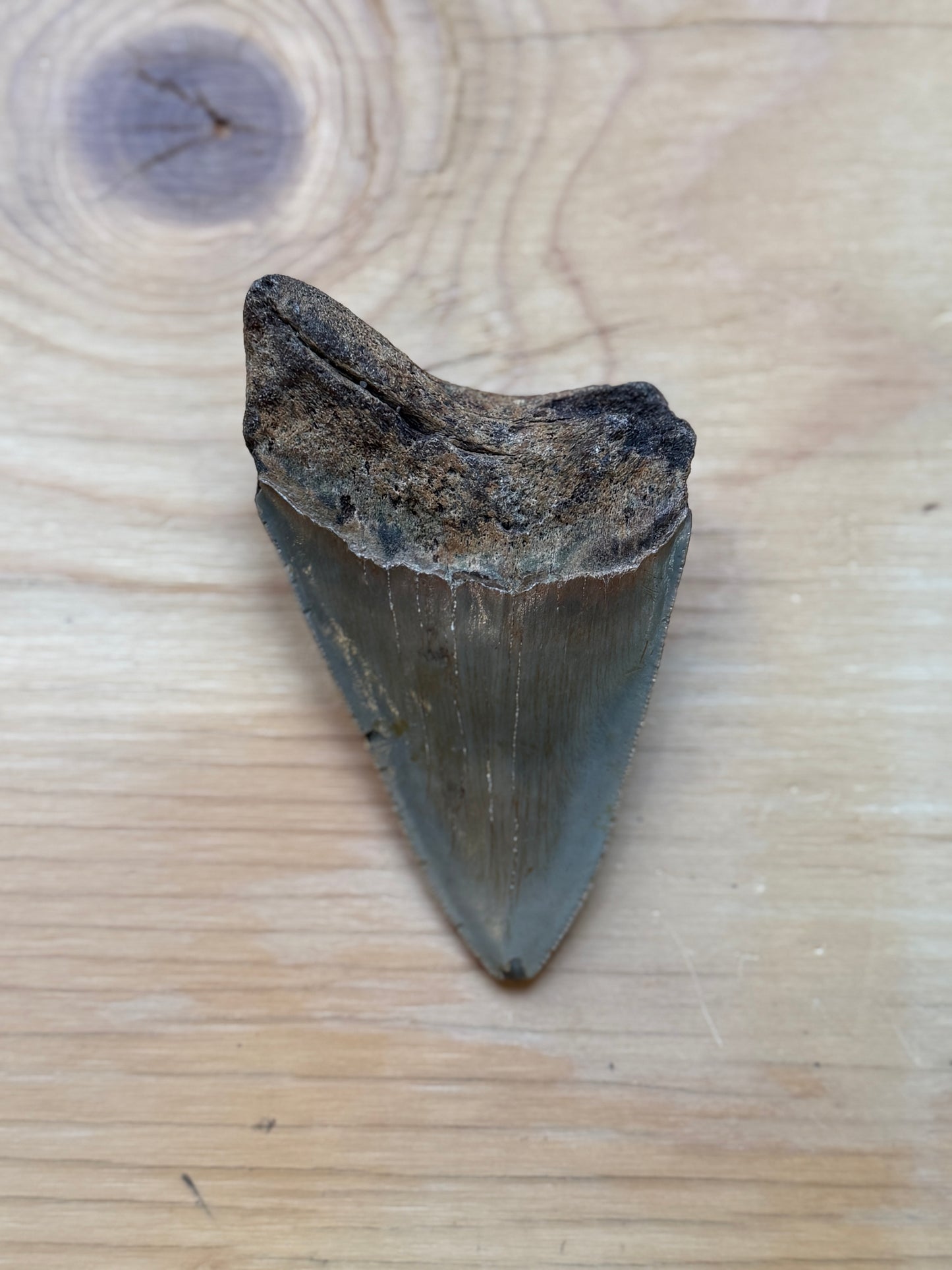 Megalodon Tooth