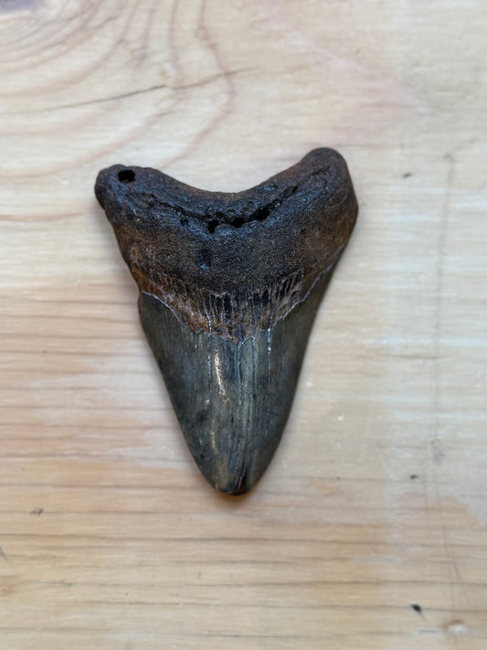 Megalodon Tooth